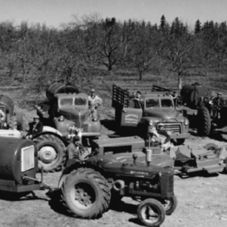 A black and white photograph. In the foreground are two tractors each pulling fertilizer sprayers. Parked behind the two tractors are two 1960's flatbed trucks, one carrying a pesticide sprayer and the other carrying rectangular apple crates, a tractor carrying a sprayer. In the background there is a wooded forest and a section of an apple orchard