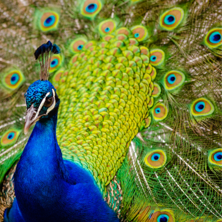 Blue peacock with green tail plumage displayed upright behind.