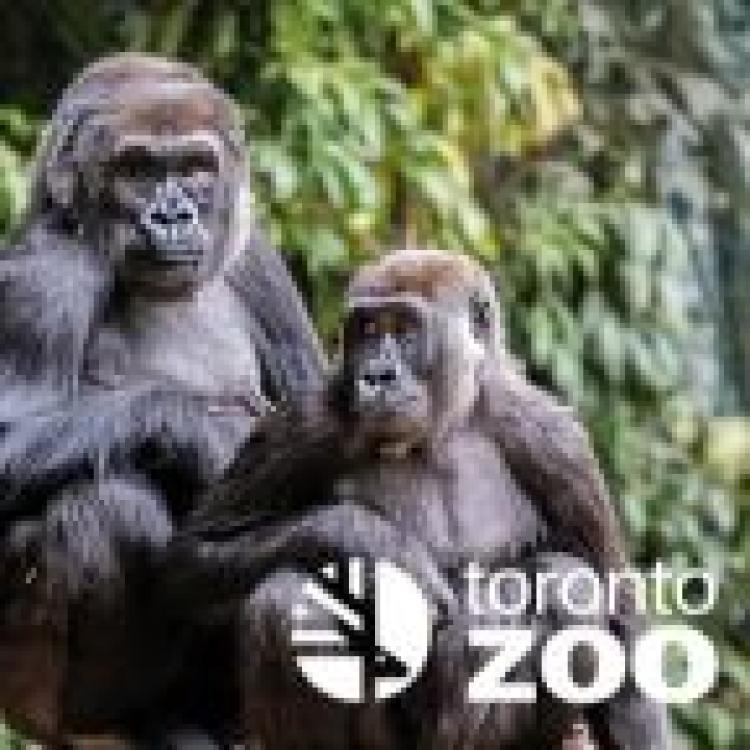 Two gorillas