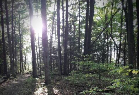 A colour photograph of trees, with low green bushes near the ground. The suns rays are peaking through the trees giving the top left area of the image a bright white circle. 