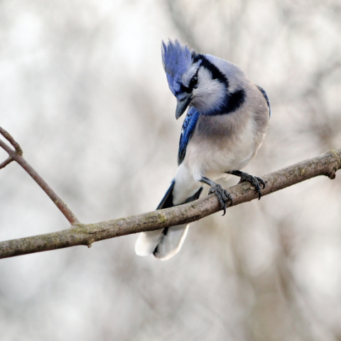 blue jay on branch