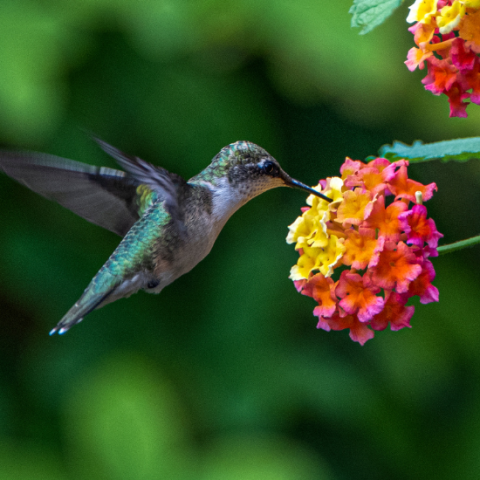 Gardening for the Birds
