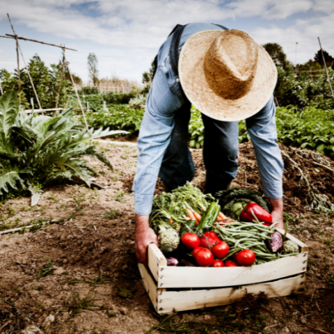 Companion Planting with Master Gardeners