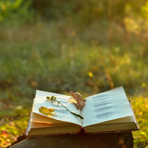 Flower sitting on top of an open book in a green meadow