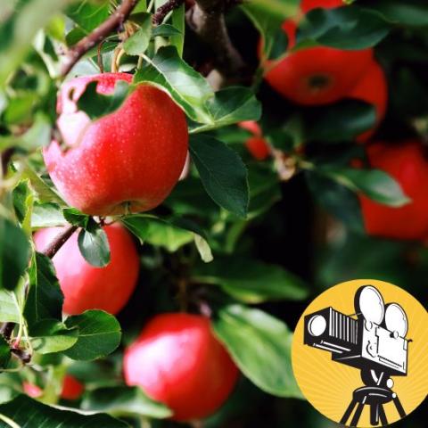 Apples on a tree