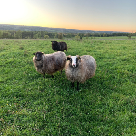 sheep in a field
