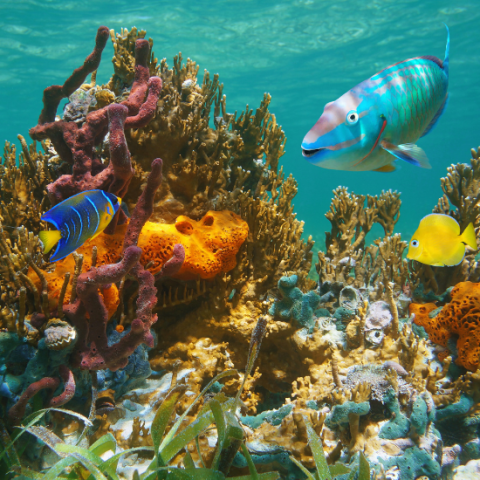 Under water coral reff with several different fish species swimming around it.