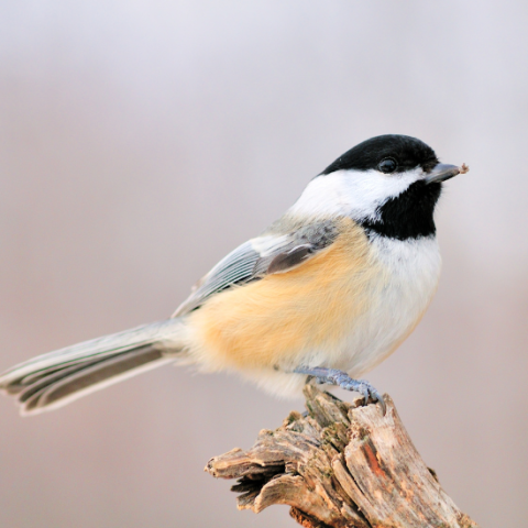 Local birds