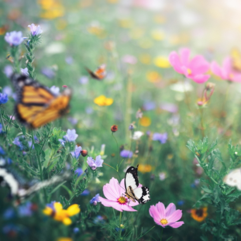 Pollinator Garden with Butterflies
