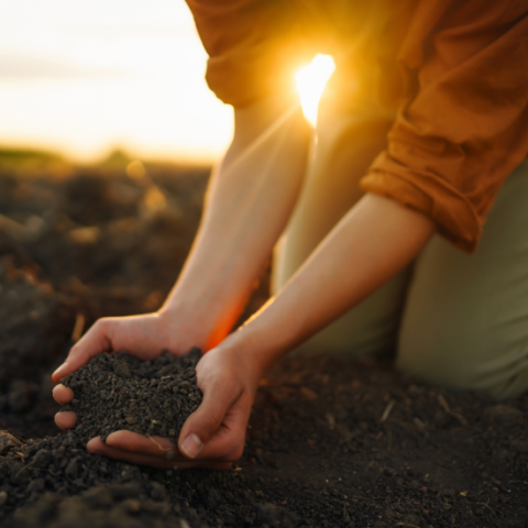 Black gold (soil)