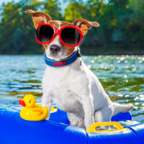 Jack Russell dog on inflatable toy floating on water wearing sunglasses