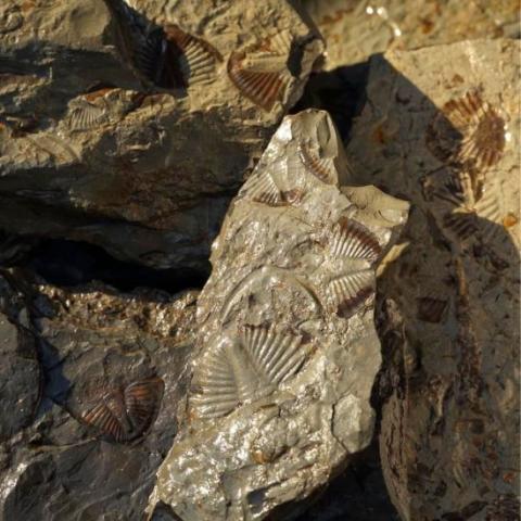A cluster of shale rocks with trilobite fossils