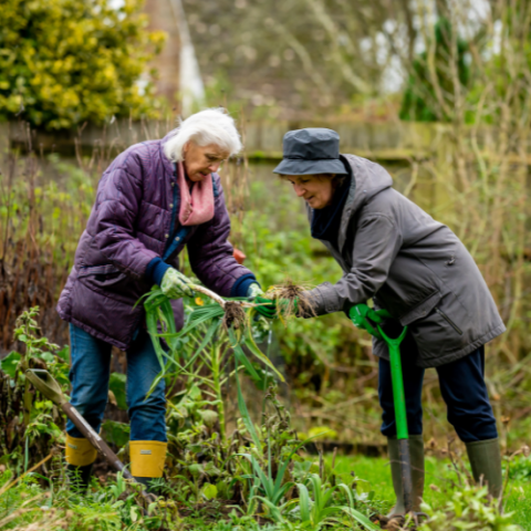 Two women gardening in the fall