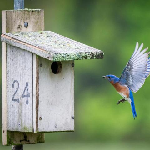 bird flying to birdhouse