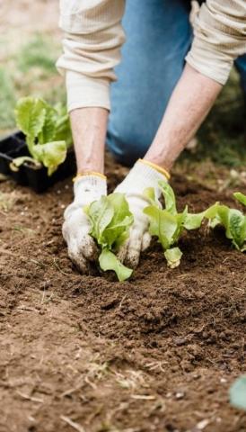 gardener with white gloves planting 