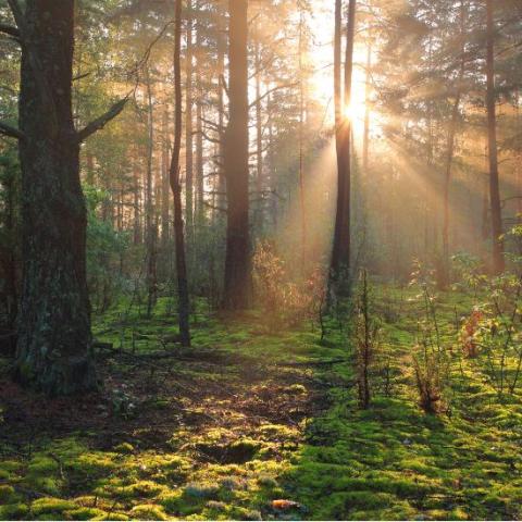 Sun shining in forest