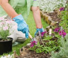 Planting a flower bed
